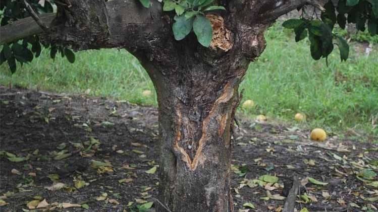 Phytophthora-enfermedades-del-limonero (2)